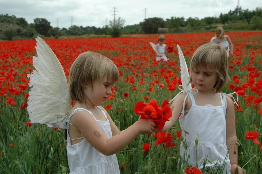Niñas vestidas de ángel con alas blancas compartiendo amapolas rojas en un campo de flores