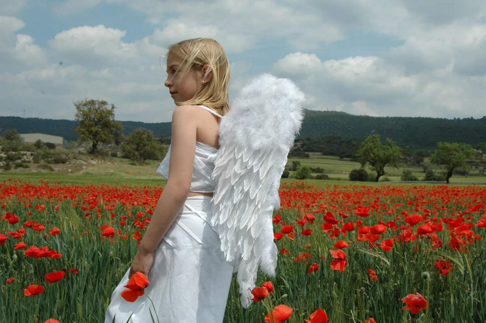 What is an angel: a girl with angel wings in a poppy field Girl dressed as an angel with white wings in a field of red poppies